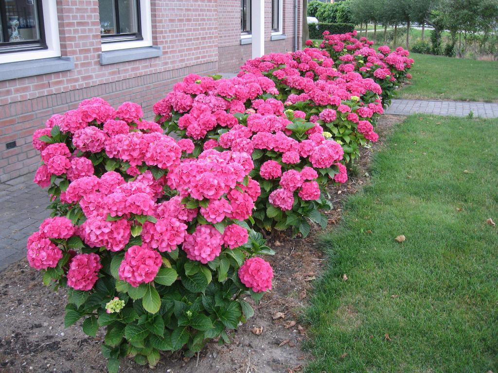 B&B Oostzomerland Mijnsheerenland Exterior foto